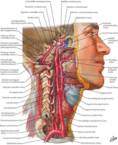 It begins at the outer border of the first rib as the continuation of subclavian artery and ends by becoming brachial artery at the lower. Neck and Carotid Arteries | Throat anatomy, Human body ...