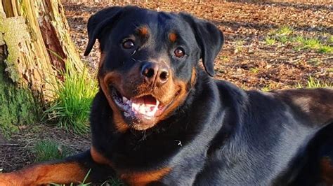 Die höchstwerte belaufen sich zumeist auf 9 grad, die tiefsttemperaturen auf 7 grad. Zu lieb für den Dienst: Rottweiler Magnus wird kein ...