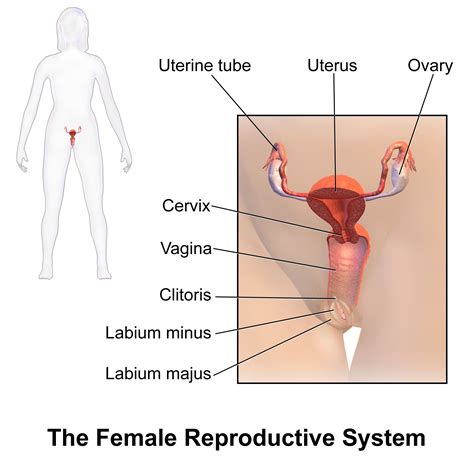 See more ideas about body organs diagram, body organs, body anatomy. Human Female Reproductive System Diagram | Female reproductive system, Female reproductive ...