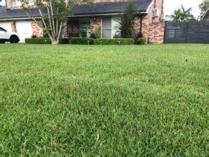 The humble sir walter buffalo grass has been a staple in gardens all around australia for decades. Sir Walter Buffalo Lawn Care - Lawn Green