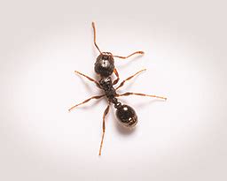People who searched nader's pest raiders yulee florida also searched. Pavement Ant Control & Prevention: Nader's Pest Raiders