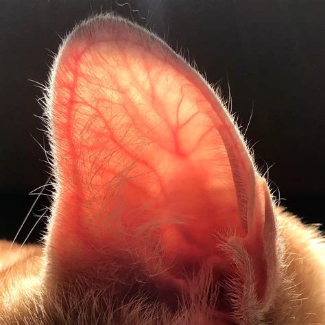 Major arteries and veins of the cat. TIL cats have blood vessels that run along the ...