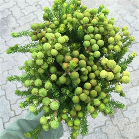 Hairy balls isolated on blue background. Berzelia #green #ball #flowers | Garden flower beds