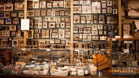 This is the newest place to search, delivering top results from across the web. Cabinet of curiosities, New York, NY | Rent it on Splacer