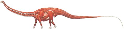 40m (131ft) argentina largest complete skeleton dinosaur found amphicoelias: Seismosaurus: Chapter 2