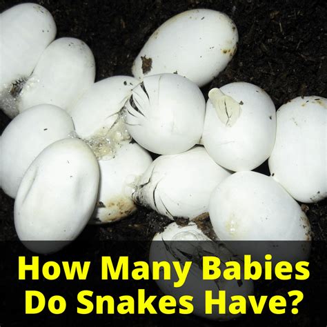 More rattlesnakes live in the southwest's desert sands and dry climate than elsewhere. How Many Babies Do Snakes Have? - My Snake Pet