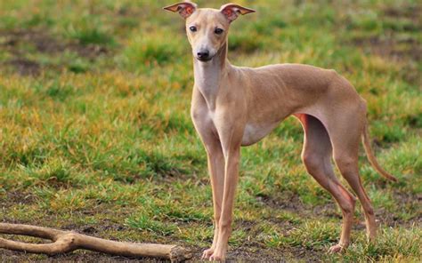 Join millions of people using oodle to find puppies for adoption, dog and puppy listings, and other pets adoption. Italian Greyhound Puppies Breed information & Puppies for Sale