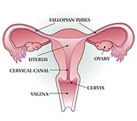 One end, the cervix, opens. Cervical Cancer - Cancer Care Ontario