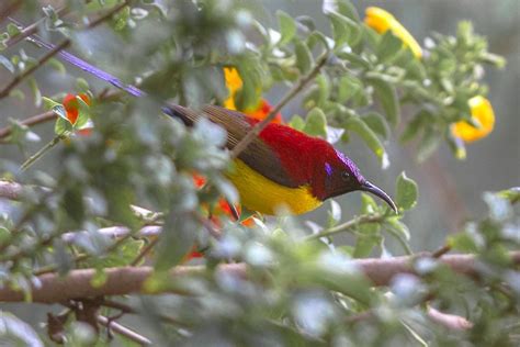 The names in this generator are generally more friendly sounding, but there are quite a few fiercer sounding names as well. The species Crimson Sunbird had been photographed during ...