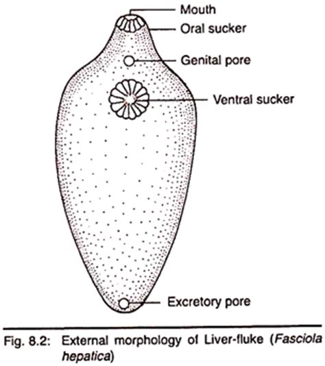 The diagnosis of liver fluke infection in dogs is based on the detection of characteristic operculated eggs with a treatment. Morphology of Liver Flukes (With Diagram)