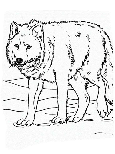 Wolf Ausmalbilder Zum Ausdrucken Ausmalbilder Gratis Wolf Ausmalbilder Mehr Als 16 000 Verschiedene Ausmalbilder Mignon Weise