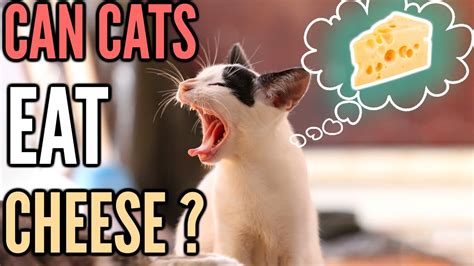 Can cats eat mozzarella cheese. Is Cheese Bad For Cats? | Can Cats Eat Cheese? - YouTube