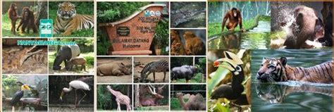 It was officially opened on 14 november 1963 by the country's first prime minister, tunku abdul rahman. Harga Tiket Zoo Negara Malaysia Februari - Maret 2019 ...