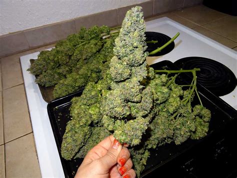 Take a cutting from a healthy cactus. Class Registration is Currently Closed | Grow Weed Easy