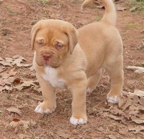 Es sind 4 mädchen und 5. schöne bordeaux - Doggen - Dogge