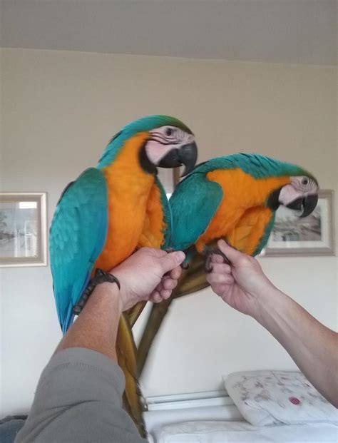 Generally a quiet bird she only screams when you ignore her. Blue and Gold Macaws, Birds, for Sale, Price