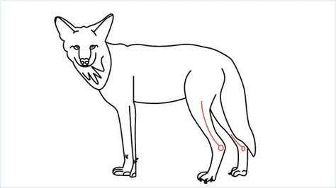 Draw letter 'l' shape stick legs, letter 'd' shape left foot and seed shaped oval (or a letter 'd' shape that is slightly step 5. How to draw a coyote step by step for beginners - Easy ...