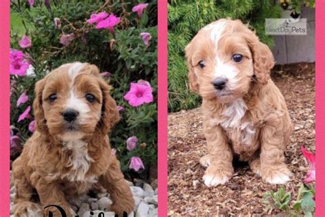 Multigenerational cavapoos (multigens for short) are cavapoo. Cavapoo Pups: Cavapoo puppy for sale near Chicago, Illinois. | accf295c-f9e1