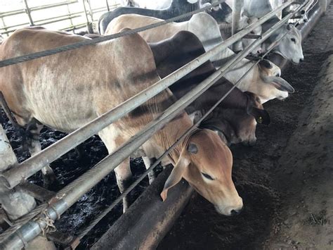 Lembu jenis brahman/kk cukup umur 2 tahun keatas : RB Agro Farm: Lembu Untuk Dijual