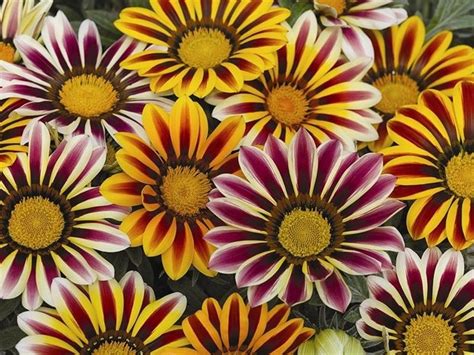 They are very easy to grow and have brilliant colors. Gazania uniflora - Gazania uniflora - Piante Annuali ...