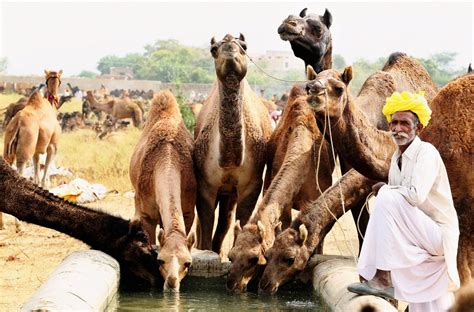 Camels form the genus camelus. Photos of the day: Pushkar camel fair