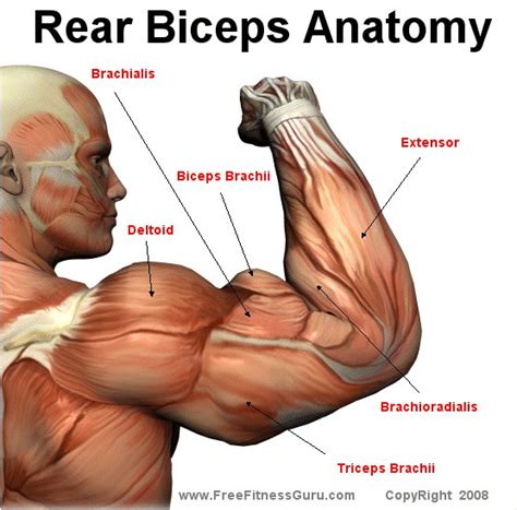 Included in the dozen or more beautiful illustrations are views of the dorsal area, thorax. Musculo BICEPS