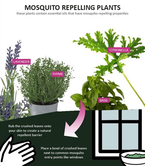 Easy-to-Grow Plants that Keep Mosquitoes Away | Natural mosquito ...