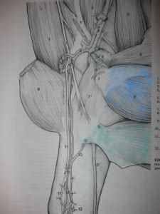 Coronal diagram of the male inguinal anatomy. Groin Muscle Injuries - Anatomy | Dr. Mel Newton