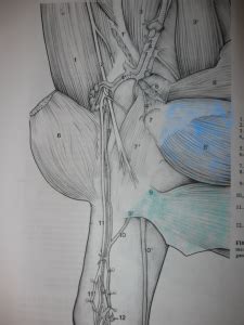 It sits medial to, or to the inside of, the ischium bone in. Groin Muscle Injuries - Anatomy | Dr. Mel Newton