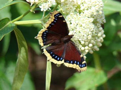 All of north america south of the tundra to central mexico; Mourning Cloak Butterfly | Heirloom Gardener