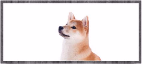 The shiba inu is similar but much smaller than the akita japanese breed. Nizu Shiba Inu