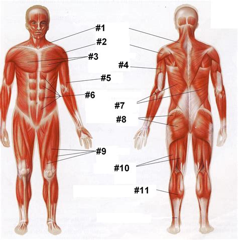 Lower body muscles are significantly bigger than upper body muscle and need to be worked accordingly. Human Muscle Anatomy Quiz Questions - ProProfs Quiz