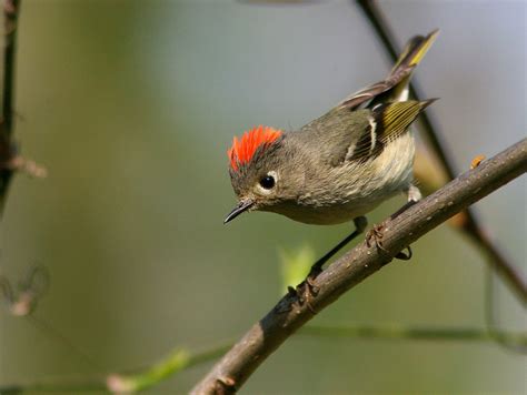 Maybe you would like to learn more about one of these? Kinglet Fireworks | BirdNote