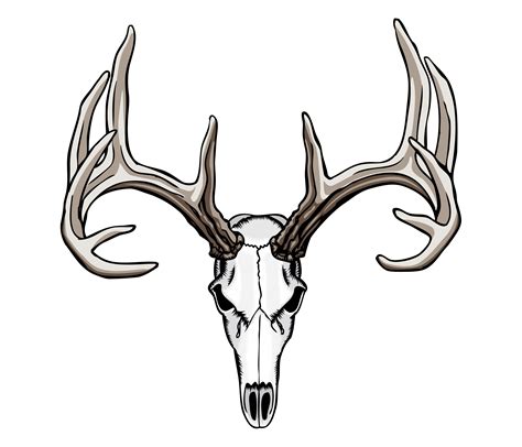 Maybe you would like to learn more about one of these? Drawings Of Deer Skulls | Free download on ClipArtMag
