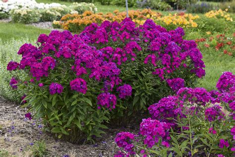 Dianthus chinensis x barbatus.so kind of both. Phlox paniculata - Luminary™ 'Ultraviolet' - Tall Garden ...