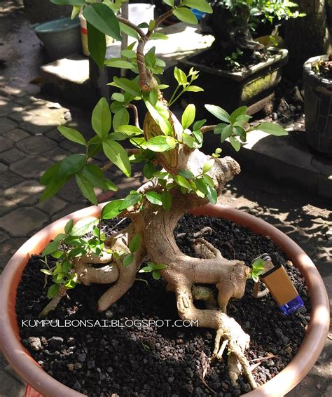 Check spelling or type a new query. Kumpul Bonsai: Anting Putri (wrightia religiosa)