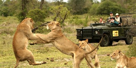 Kruger national park, skukuza, mpumalanga, south africa. 5 of the best national parks in Africa - Mshauri Magazine