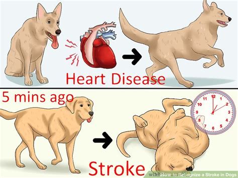 Some anti motion sickness drugs reduce ability to the differences come down to how long the effect will last, the amount of drowsiness caused, and. How to Recognize a Stroke in Dogs - Mintbowl dog ...