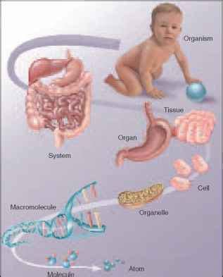 Some of them are trace metal contents of human tissues and total body burdens are useful for studies of nutrition and. Human Structure - Unity Companies - RR School Of Nursing