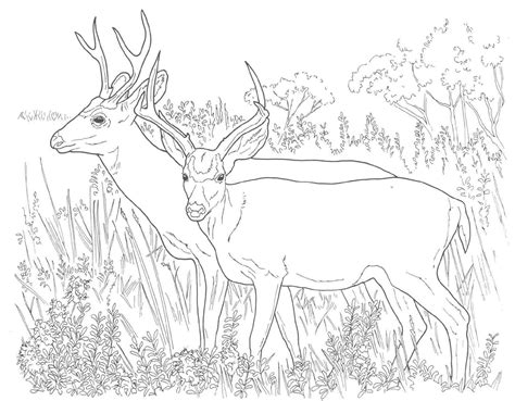 You can use our amazing online tool to color and edit the following fish coloring pages for preschool. Coloring Pages For Kids Deer - Coloring Home