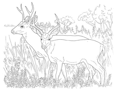 They are known for their innocent and peaceful deer are also known to have interesting appearances which differ from one species to another. Coloring Pages For Kids Deer - Coloring Home