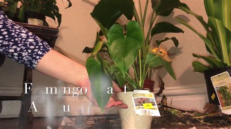 To share your plant, you can propagate anthurium by division, by cuttings or, less often, by sprouting its seeds. Flamingo Plant/Anthurium || Water Culture - YouTube