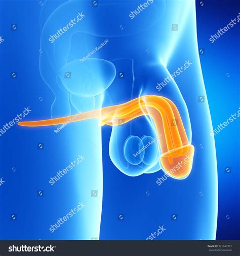 Medical Illustration Penis Anatomy Stock Illustration 221643373 ...