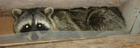A fully accurate and compliant sam registration is required in order to obtain a cage code and qualify for federal contracts or grants. How To Get Rid of Raccoons