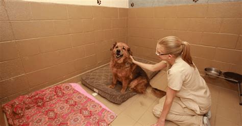 Maybe you would like to learn more about one of these? Tours of Craig Road Animal Hospital | Vet Set Go