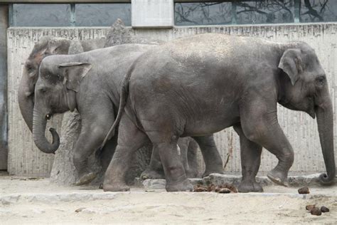 Sie sind gute und ausdauernde schwimmer. tier-im-fokus.ch » Der Zoo - ein Blick hinter die Kulissen