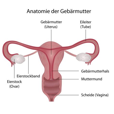 Wann wird der einnistungsprozess abgeschlossen sein? Eileiterschwangerschaft | Ursachen, Symptome, Therapie