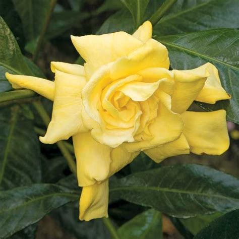 Growing gardenias in pots require some care and attention but they worth that as gardenias are famous for their heady fragrance and beautiful appearance. Yellow Gardenia (Gardenia jasminoides 'Aurea')