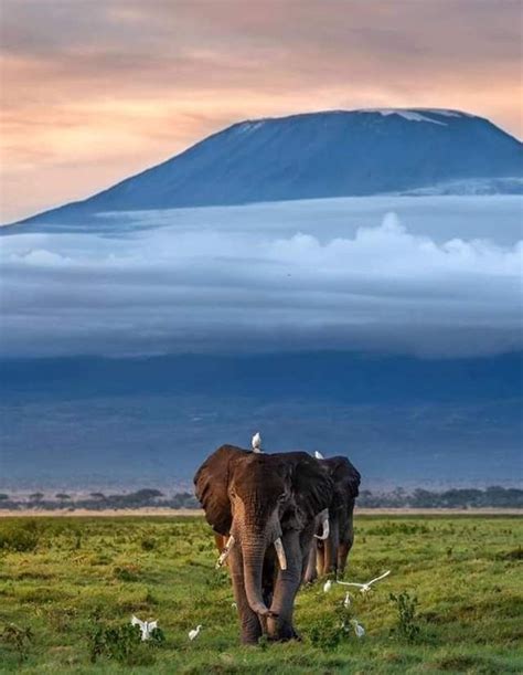 Apr 14, 2021 · ihr afrika reisespezialist. Pin von Ladini Müller auf Heimat | Afrika landschaft ...