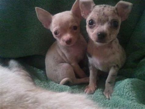 The chihuahua is a tiny toy sized dog. CKC Merle Chihuahua Puppies for Sale in Ridge Manor ...